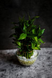 Close-up of vegetables on table