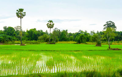 Scenic view of grassy field against sky