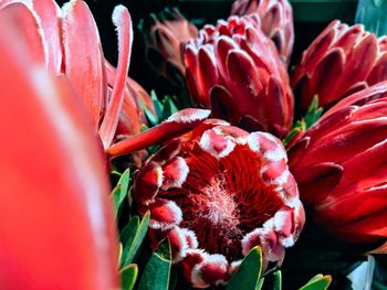 Close-up of red flowering plant