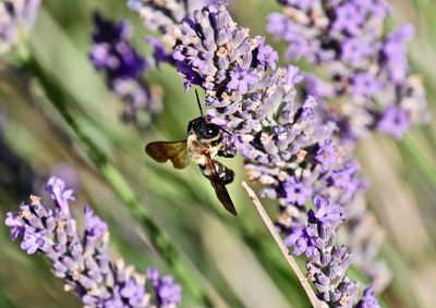 Close-up of bee pollinating on lavender