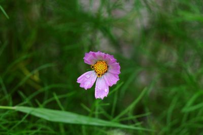 Close-up of purple flower