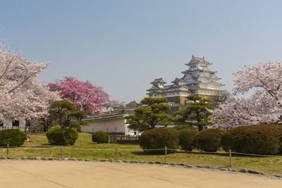 View of cherry trees by building against sky