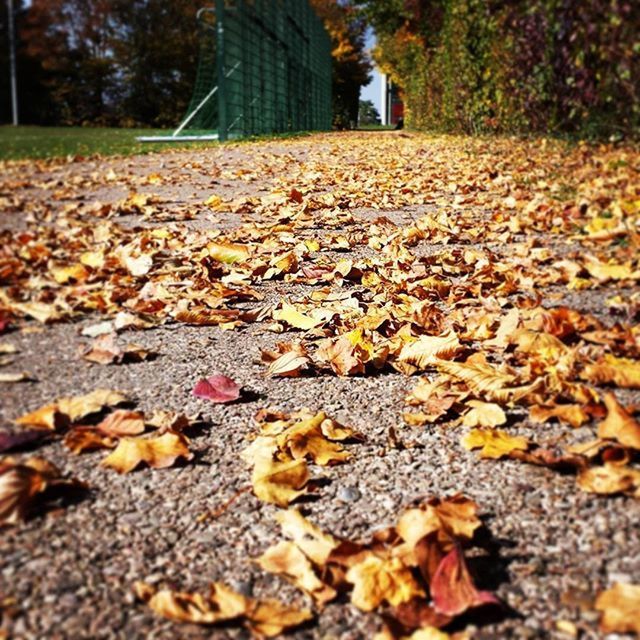 autumn, change, leaf, surface level, leaves, fallen, season, the way forward, dry, tree, falling, diminishing perspective, vanishing point, street, nature, selective focus, asphalt, day, road, transportation