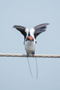Close-up of bird flying against clear sky