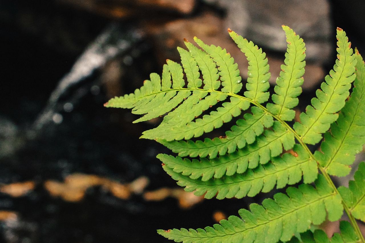 leaf, green color, growth, close-up, leaf vein, plant, nature, focus on foreground, natural pattern, leaves, fern, beauty in nature, green, outdoors, fragility, day, tranquility, no people, botany, selective focus