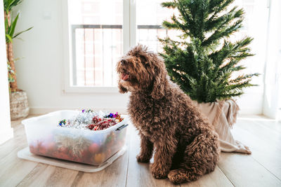 View of a dog sitting at home