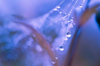 Close-up of wet bubbles