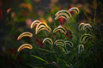 Close-up of plants growing on field