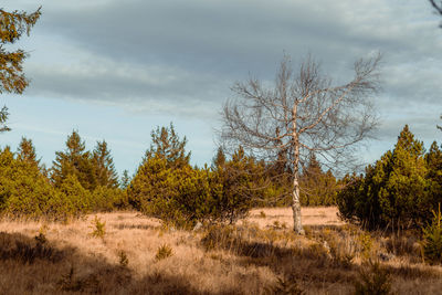 Trees on field against sky