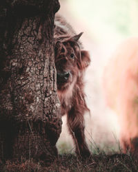 Close-up of a dog on field