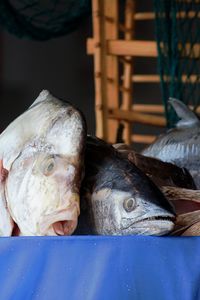 Close-up of fish