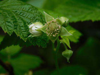 Close-up of green flowering plant