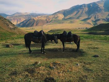 Horses on field against mountains