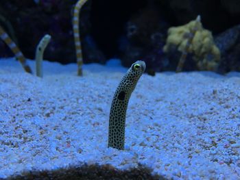 Close-up of garden eel