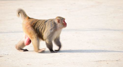 Monkey on wall