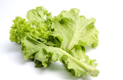 Close-up of green leaf against white background