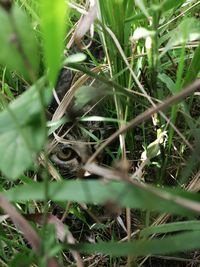 High angle view of snake on grass