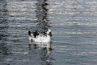 Ducks swimming in lake