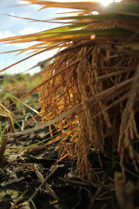 Close-up of grass against sky