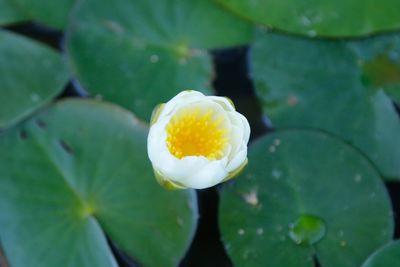 Close-up of yellow flower