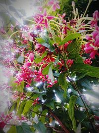 Close-up of pink flowers