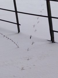 High angle view of birds perching on snow