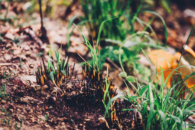 Close-up of plants growing on field