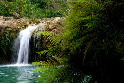 Scenic view of waterfall in forest