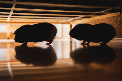 Portrait of silhouette domestic animals standing on floor