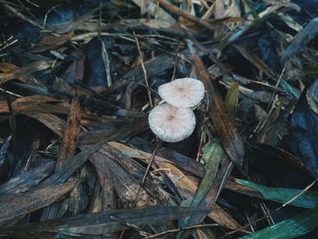 High angle view of mushrooms growing on plant