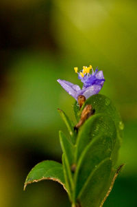 Close-up of flowers