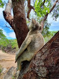 Low angle view of animal sitting on tree trunk