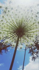 Low angle view of tree against sky