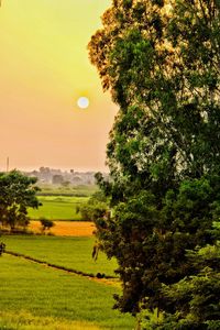 Trees growing in field against sky