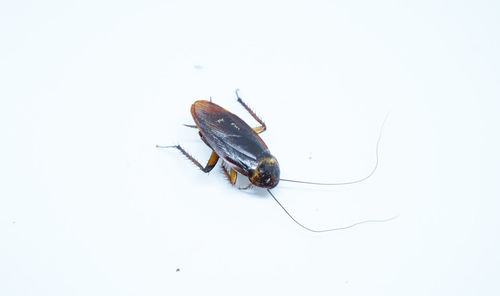 High angle view of insect on white background