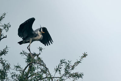 Low angle view of birds spreading wings on a tree