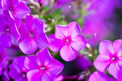 Close-up of pink flowers blooming outdoors