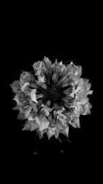 Close-up of flowering plant against black background