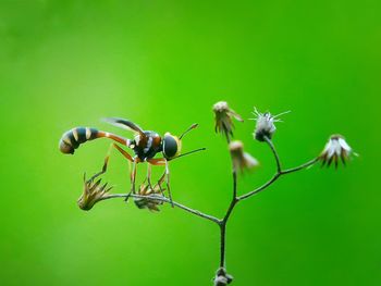 Close-up of insect on plant against green background