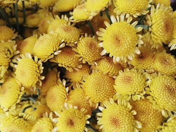 Full frame shot of yellow flowers