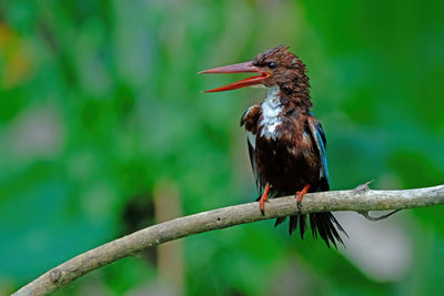 Close-up of bird perching on branch