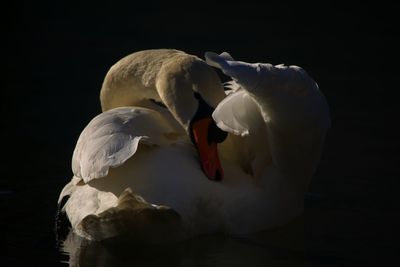 Swan swimming in water against black background