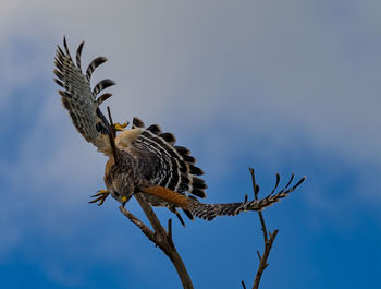 Low angle view of eagle perching on branch against sky
