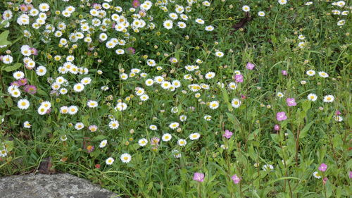 View of flowering plants on field