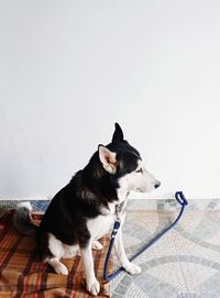 Dog sitting in a cat looking away