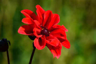 Close-up of red rose