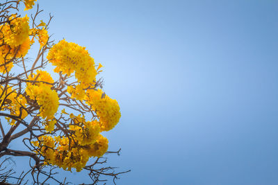 Low angle view of yellow flowering plant against clear blue sky