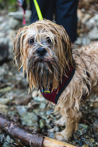 Portrait of dog standing outdoors