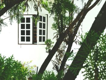 Low angle view of tree against house