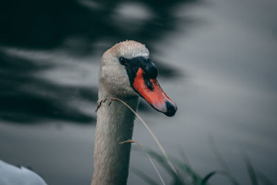 Close-up of swan in lake